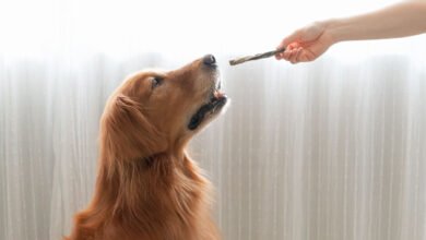 Can Dogs Eat Breadsticks