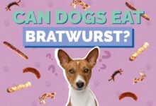 Can Dogs Eat Bratwurst?