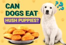 Can Dogs Eat Hush Puppies