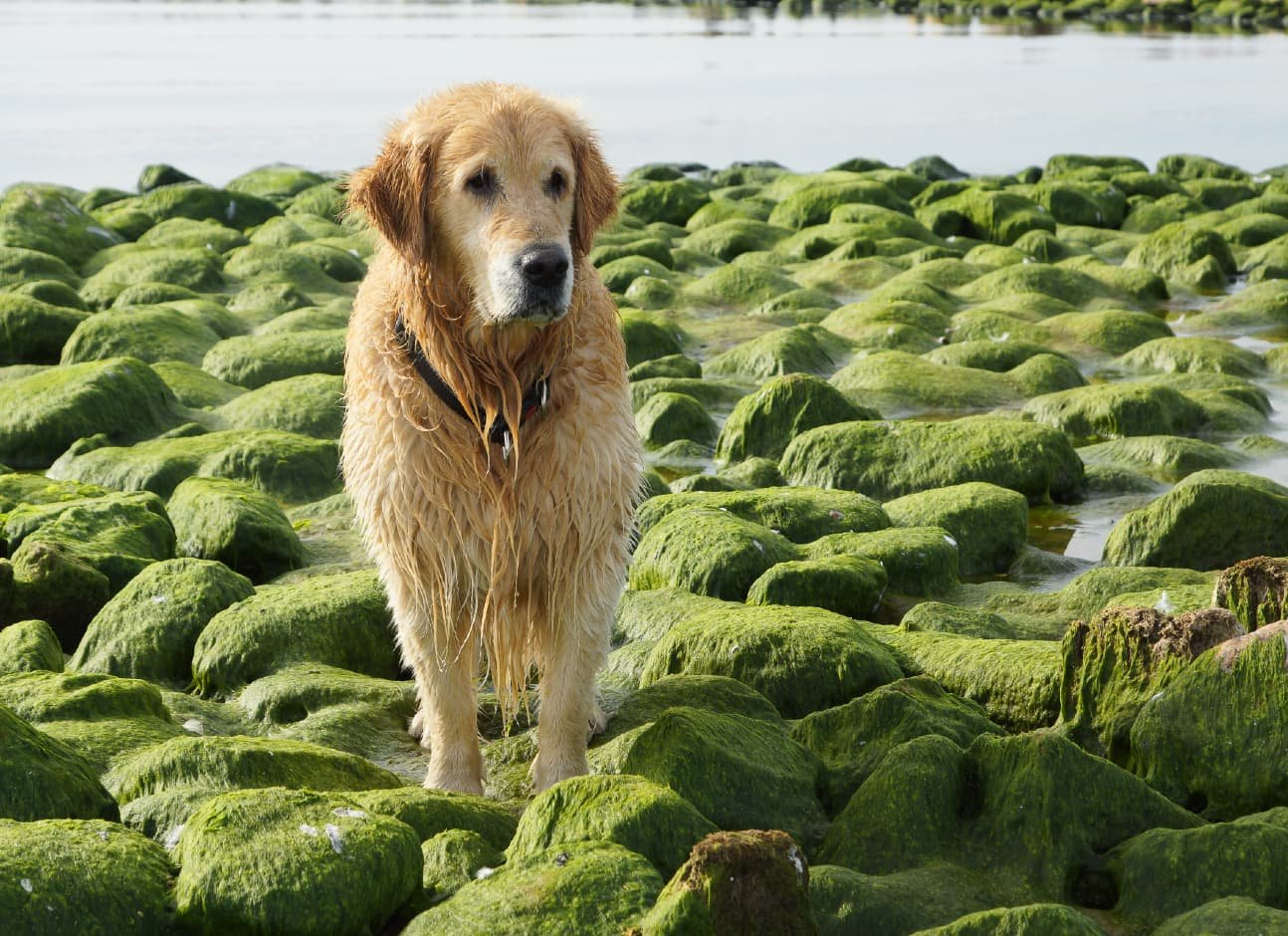 Can Dogs Eat Sea Moss?