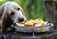 Can Dogs Eat Lemon Cake