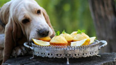 Can Dogs Eat Lemon Cake