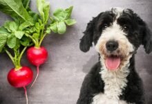 Can Dogs Eat Radishes?