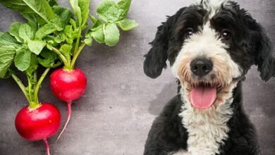 Can Dogs Eat Radishes?