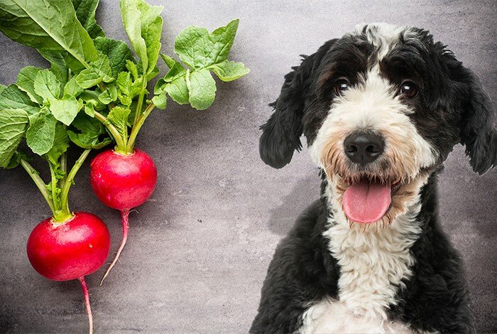 Can Dogs Eat Radishes?