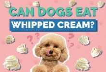 Can Dogs Eat Whipped Cream?