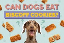 Can Dogs Eat Biscoff Cookies?