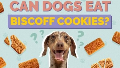 Can Dogs Eat Biscoff Cookies?