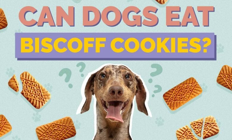 Can Dogs Eat Biscoff Cookies?