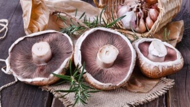 Can Dogs Eat Portobello Mushrooms?