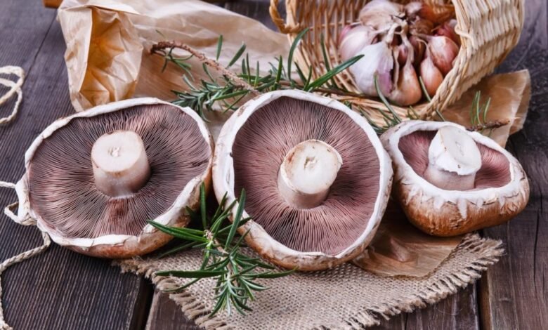 Can Dogs Eat Portobello Mushrooms?