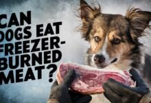 Can You Feed Freezer Burned Meat to Dogs?