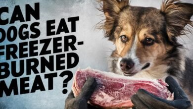 Can You Feed Freezer Burned Meat to Dogs?