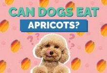 Can Dogs Eat Apricots?