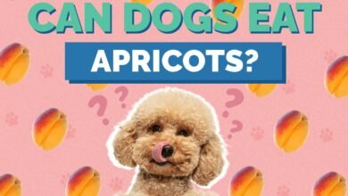 Can Dogs Eat Apricots?