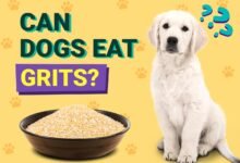 Can Dogs Eat Grits?