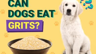 Can Dogs Eat Grits?