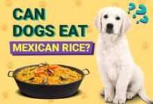 Can Dogs Eat Mexican Rice?