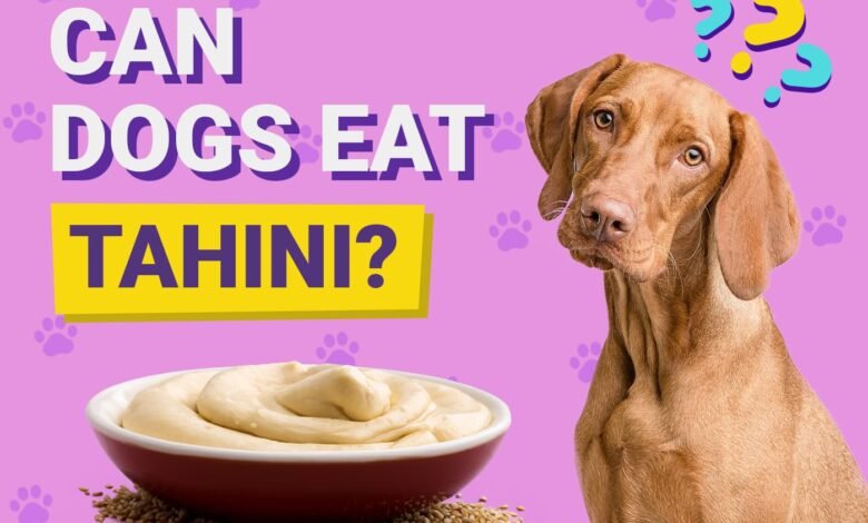 Can Dogs Eat Tahini?