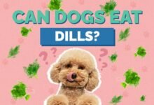 Can Dogs Eat Dill?