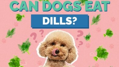 Can Dogs Eat Dill?