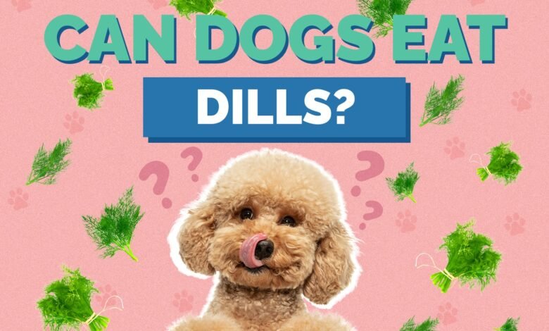 Can Dogs Eat Dill?