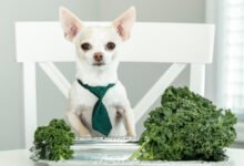 Can Dogs Eat Kale?