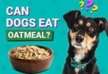 Can Dogs Eat Oatmeal?