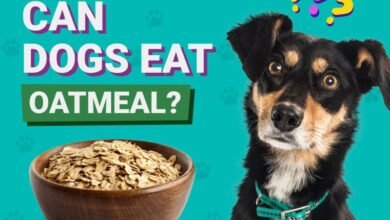 Can Dogs Eat Oatmeal?