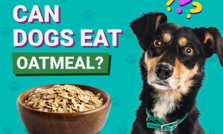 Can Dogs Eat Oatmeal?