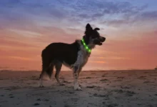 Dog Collar with LED Light