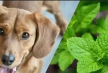 Can Dogs Eat Mint?