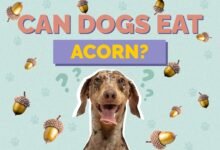 Can Dogs Eat Acorns?