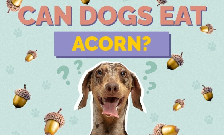 Can Dogs Eat Acorns?