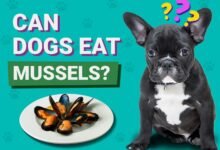 Can Dogs Eat Mussels?