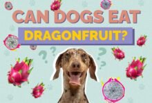 Can Dogs Eat Dragon Fruit?