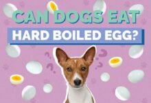 Can Dogs Eat Hard-Boiled Eggs?