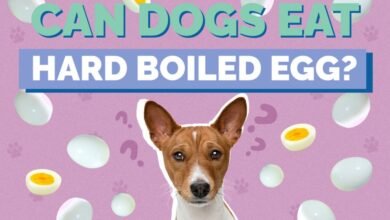 Can Dogs Eat Hard-Boiled Eggs?