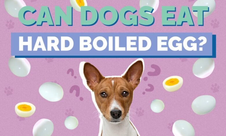 Can Dogs Eat Hard-Boiled Eggs?