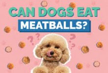 Can Dogs Eat Meatballs