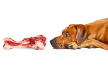 Can Dogs Eat Ham Bones?