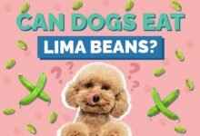 Can Dogs Eat Lima Beans?