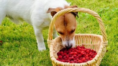 Can Dogs Eat Raspberries?