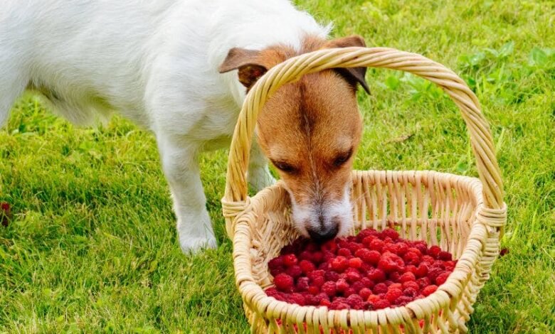 Can Dogs Eat Raspberries?