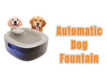 Automatic Dog Fountain