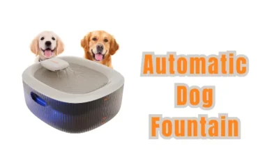 Automatic Dog Fountain