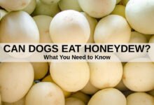 Can Dogs Eat Honeydew