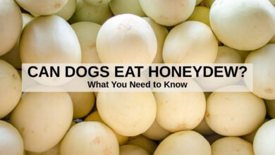 Can Dogs Eat Honeydew