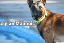 Belgian Malinois