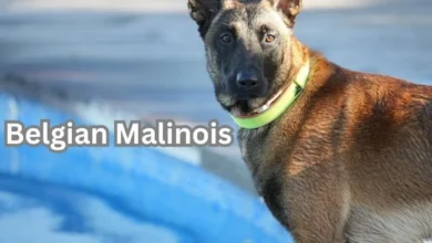 Belgian Malinois